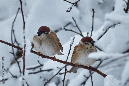 Sparrows on snow-covered trees.