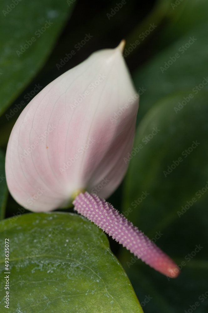 Fototapeta premium pink flower up close (Anthurium?)