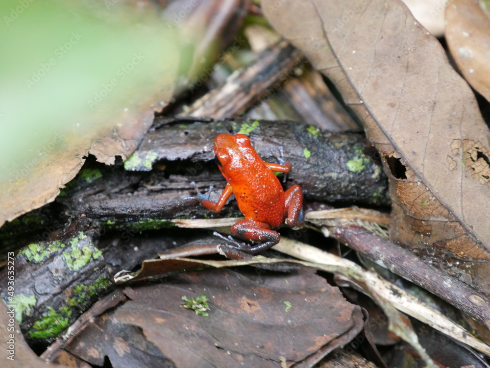 Grenouille rouge au Costa Rica Grenouille rouge au Costa Rica