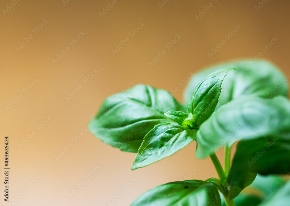 Basil plant on a brown background Basil plant on a brown background