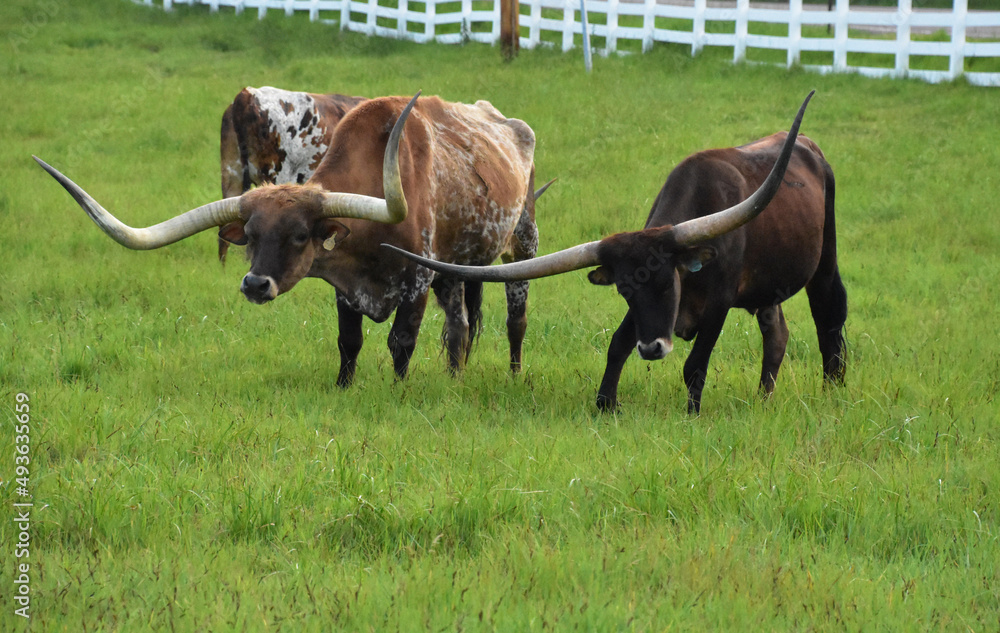 Small Herd of Longhorn Cattle Grazing in a Field Small Herd of Longhorn Cattle Grazing in a Field