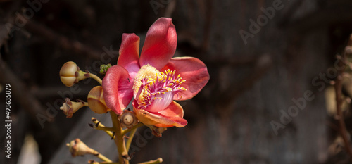 red flowers blooming in the hot weather