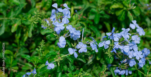 blue flowers growing in the back yard