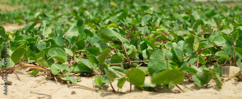 Morning glory that grows on the beach.