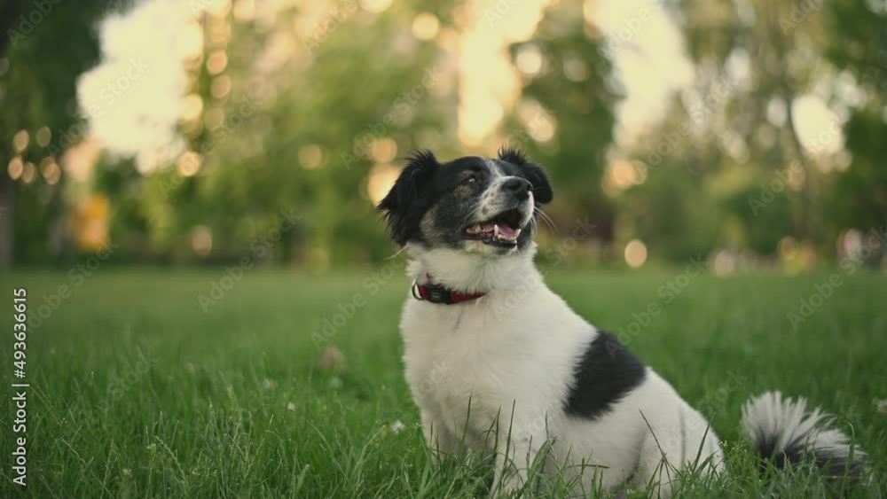 Beautiful dog playing in a dog park and having fun Beautiful dog playing in a dog park and having fun