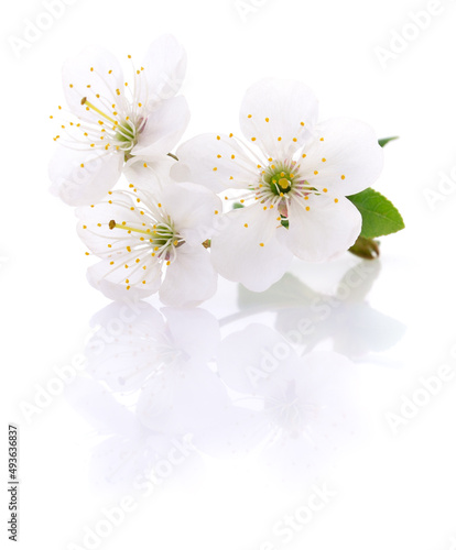 Fototapeta Naklejka Na Ścianę i Meble -  Cherry flowers isolated.