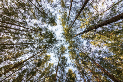 Pine forest on a clear summer day. Bottom view of tall old trees in forest.