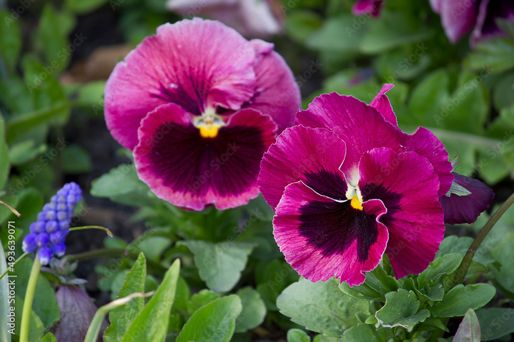close-up purple pansy flowers growing on a flower bed close-up purple pansy flowers growing on a flower bed