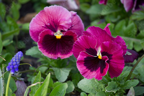 close-up purple pansy flowers growing on a flower bed