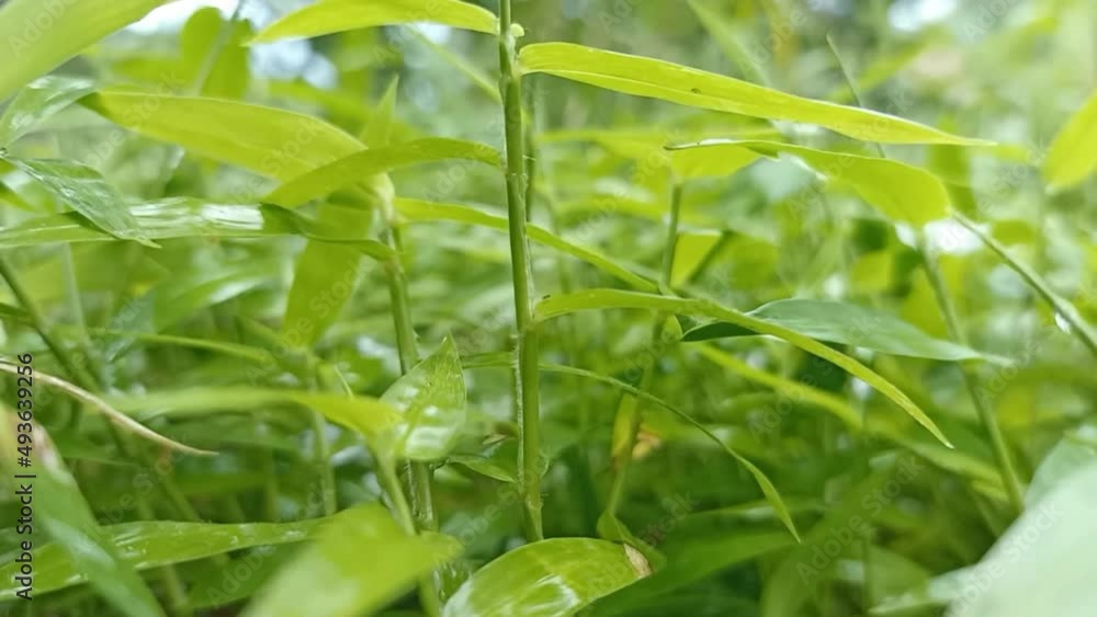 swaying grass in the garden with backlight of sun. beautiful cinematic video of grass swaying swaying grass in the garden with backlight of sun. beautiful cinematic video of grass swaying
