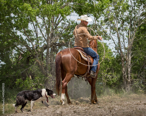 Cowboy cattleman rancher on horseback roping with working dog by his side