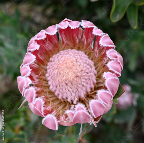 Looking down on Single Protea bloom commonly known as Bot River Proteas photo