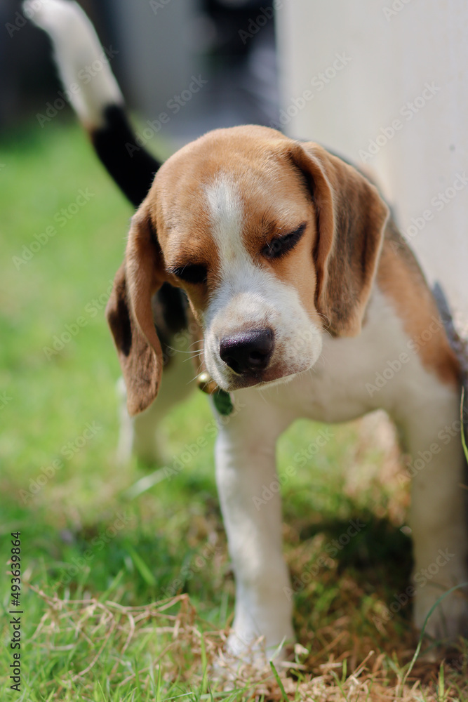 Close-up of dog peeing. Beagle dog peeing on the wall. dog peeing in the park. urinating.