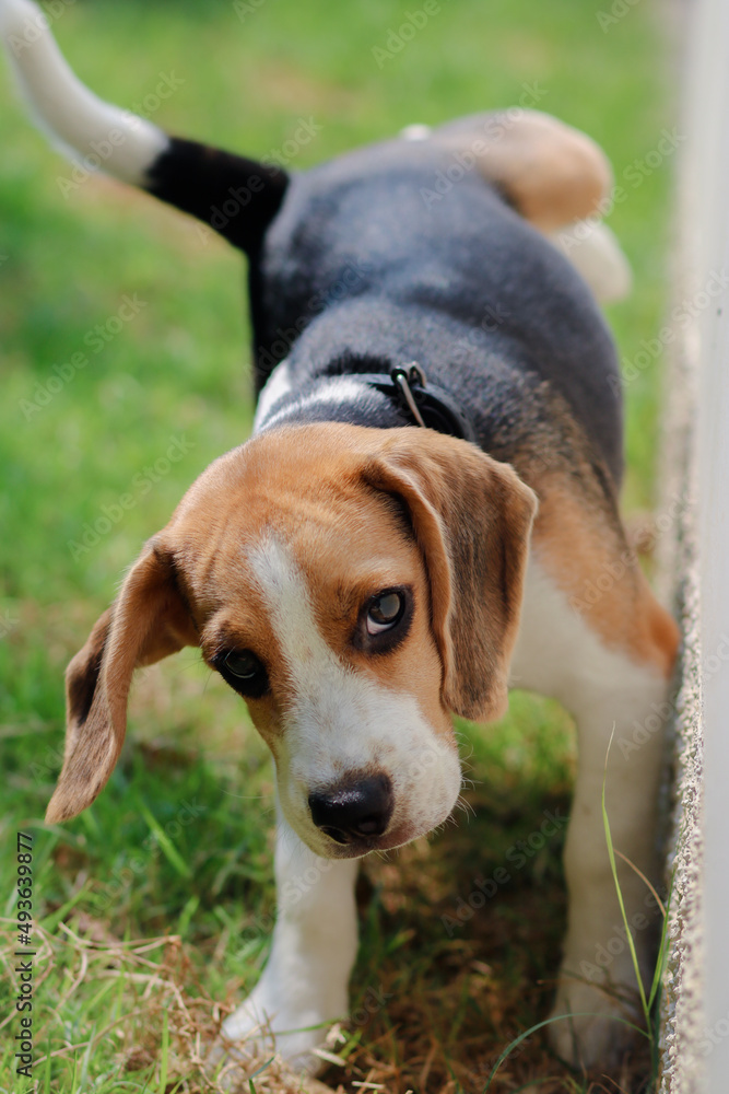 Close-up of dog peeing. Beagle dog peeing on the wall. dog peeing in the park. urinating.
