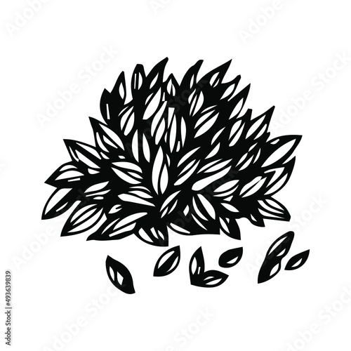 vintage black wheat grain isolated on white background