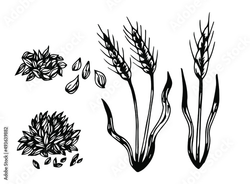 Vector hand drawn ears of wheat Drawing bunch of grain ears. Grain illustration in vintage style. wheat grain, granule, kernel, corn, rye, barley, oats, rice, buckwheat, grass, bran