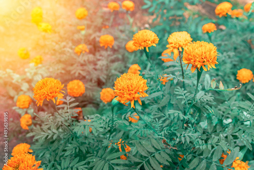 Marigold flowers in the meadow.
