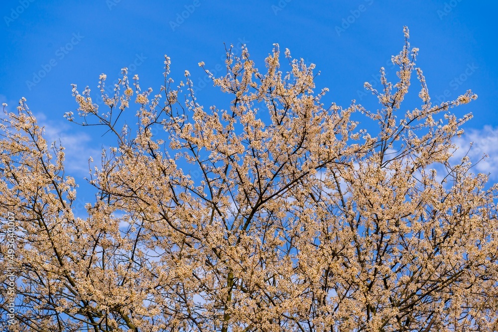 Lush blooming tree in spring, blue sky in background