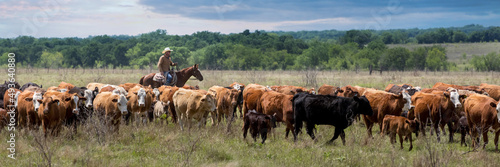 Cowboy on cutting horse moving cow calf pairs to new pasture on the beef cattle ranch photo