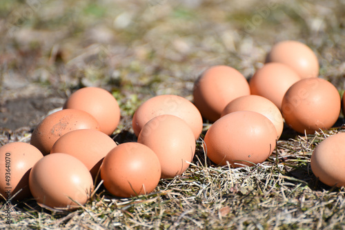 Dozen of eggs in grass, easter eggs . Photo 