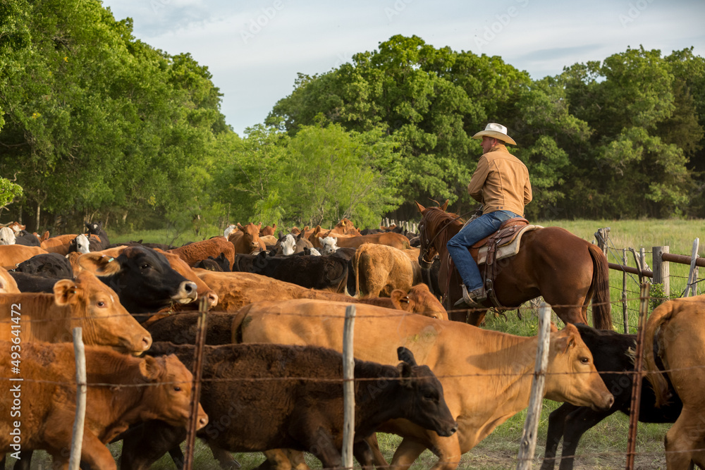 Cowboy rancher cattleman on horseback moving beef cow and calf pairs to new pasture on the ranch