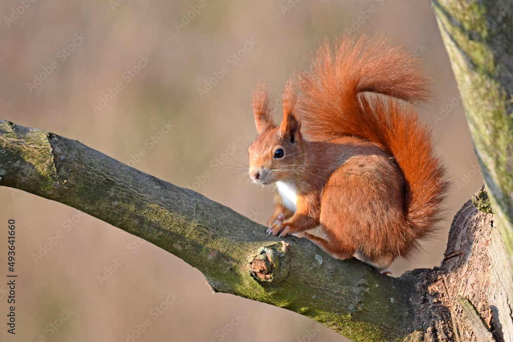 Eichhörnchen