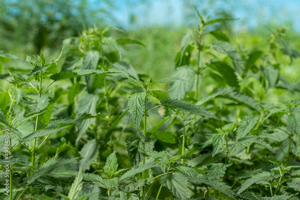 Wild growing bushes of stinging nettle. Stinging nettle with green leaves grows in natural thickets. Nettle Dishes Wild growing bushes of stinging nettle. Stinging nettle with green leaves grows in natural thickets. Nettle Dishes
