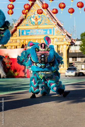 The lion dance is a Chinese culture that is performed every year. photo