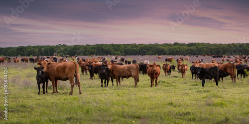 Herd of cow calf pairs on the beef cattle ranch 
