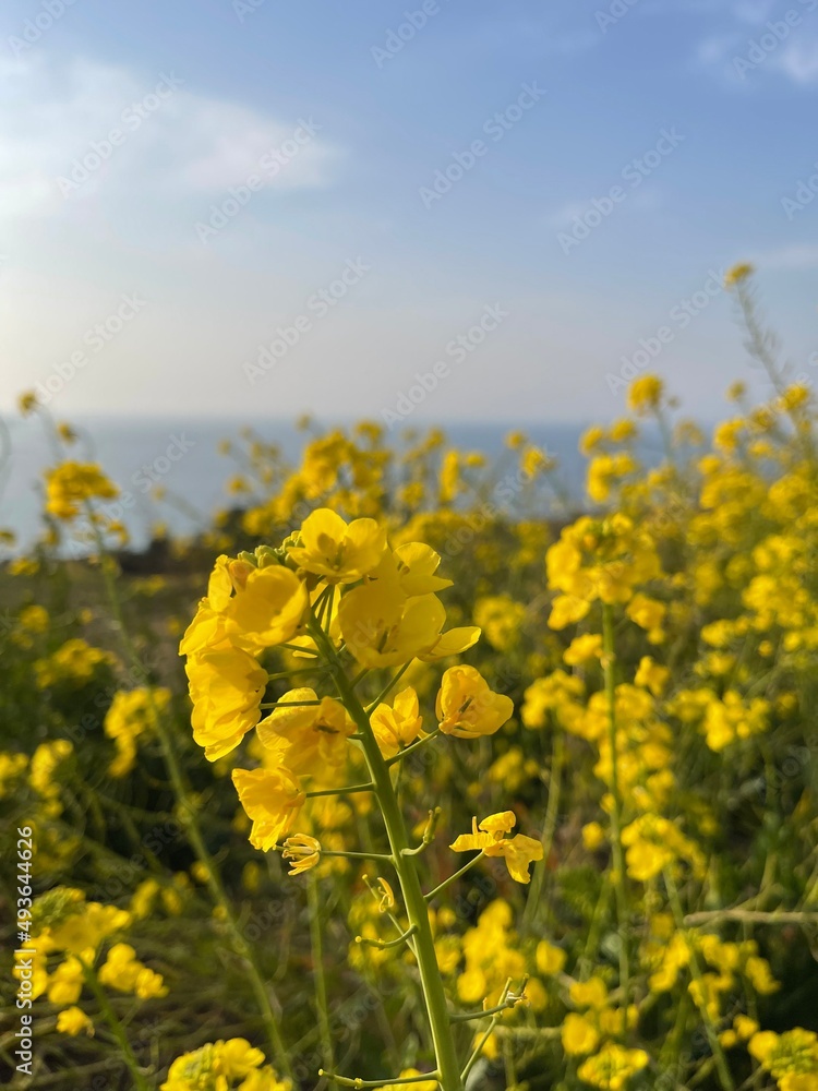 Obraz premium rapeseed field