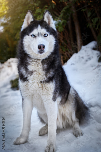 Portrait cute husky dog in sunny evining park