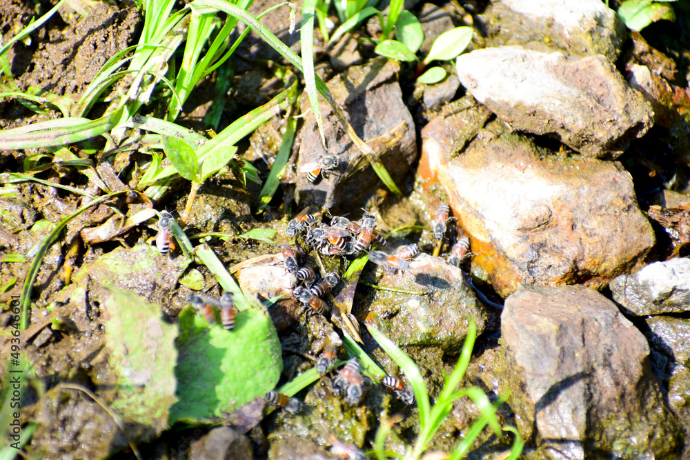 honey bees on the ground, Honey bees are drinking water together. honey bees on the ground, Honey bees are drinking water together.