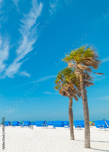 Palm trees and white sand in Clearwater on a sunny day