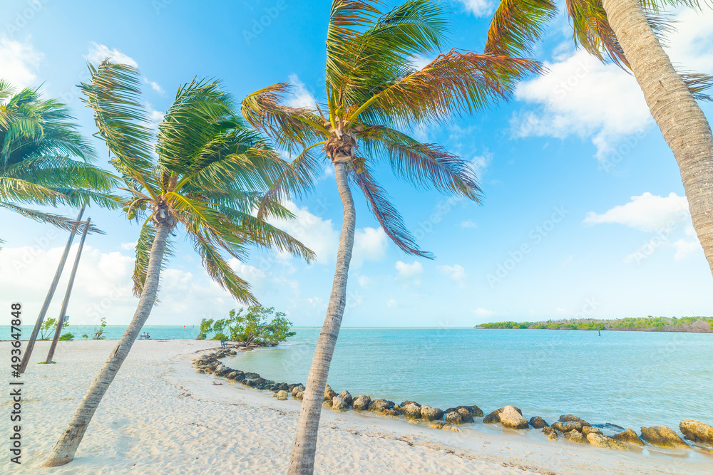 Fototapeta premium Palm trees and white sand in Sombrero beach