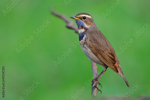 slim young brown bird with blue chin and chest perching on thin branch over fine blur background, bluethroat