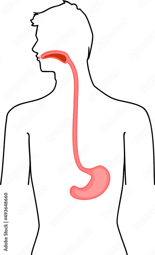 Obraz premium Scheme of location of esophagus and stomach in human body. Educational material for anatomy lesson