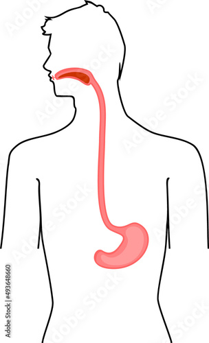 Scheme of location of esophagus and stomach in human body. Educational material for anatomy lesson