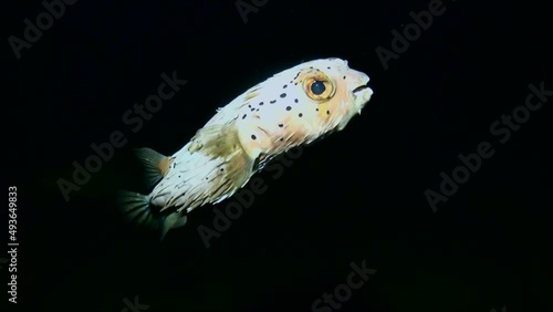 
Fine-spotted Porcupinefish (Diodon holocanthus) at Night - Black Background photo