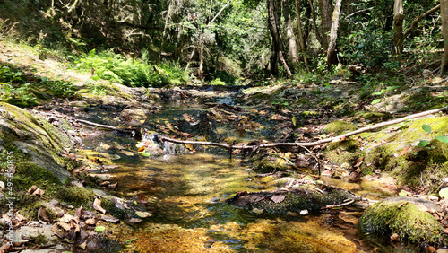 Ruisseau branche nature