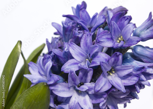 Blue hyacinth flower isolated white background. The first spring flower is blue hyacinth.