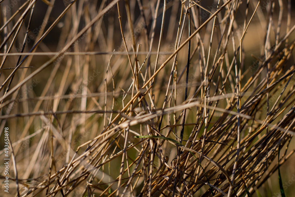 Fototapeta premium reeds in the water