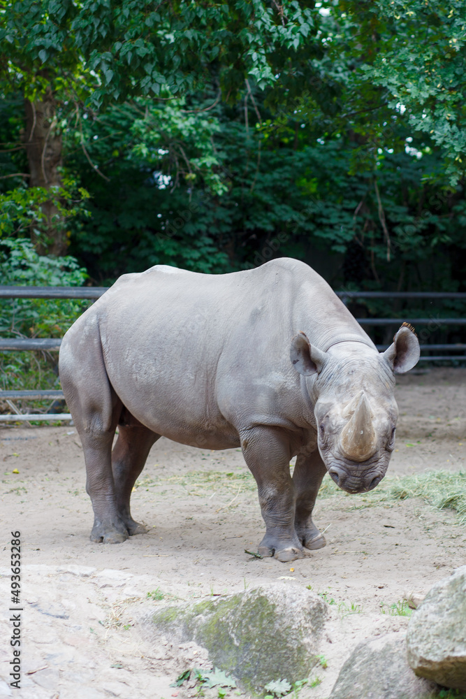 Naklejka premium big rhino in the zoo