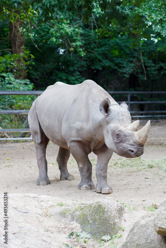 big rhino in the zoo