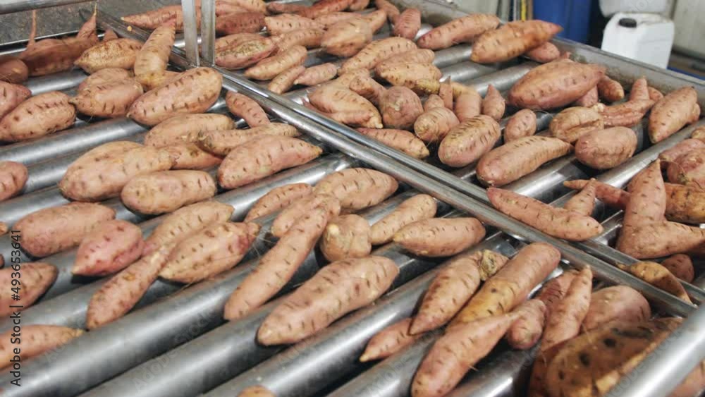 Washing and sorting of sweet potatoes in an agricultural packing facility Washing and sorting of sweet potatoes in an agricultural packing facility