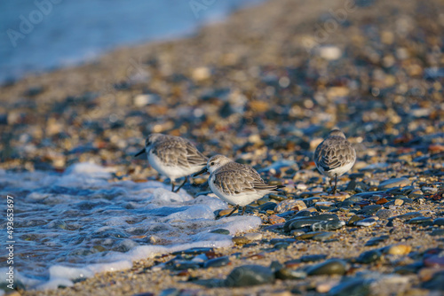 Sanderling (Calidris alba) feeding on the sand beach by the sea © Ali Tellioglu