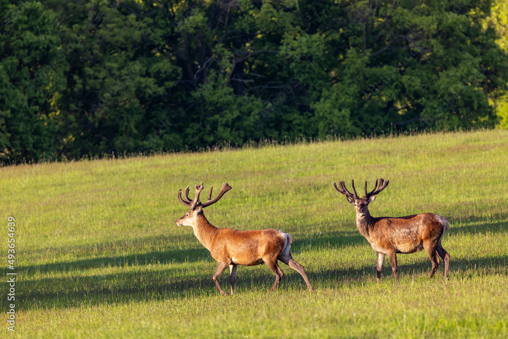 Deer grazing early in morning, Ceske Stredohori, Northern Bohemia, Czech Republic Deer grazing early in morning, Ceske Stredohori, Northern Bohemia, Czech Republic