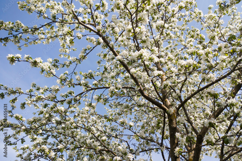 Apple tree in bloom in spring time season. Harvesting and cultivation apples. A lot of white flowers on branches on blue sky background in countryside garden. Apple tree in bloom in spring time season. Harvesting and cultivation apples. A lot of white flowers on branches on blue sky background in countryside garden.
