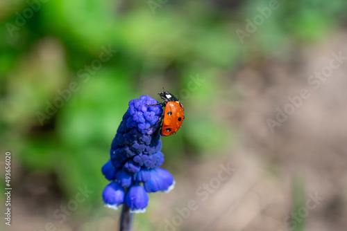 Little lady bug insect on flower of muscari on bokeh backdrop.Summertime macrophotography of wet lady bird with water drops.Concept of relaxation, quiet and calmness