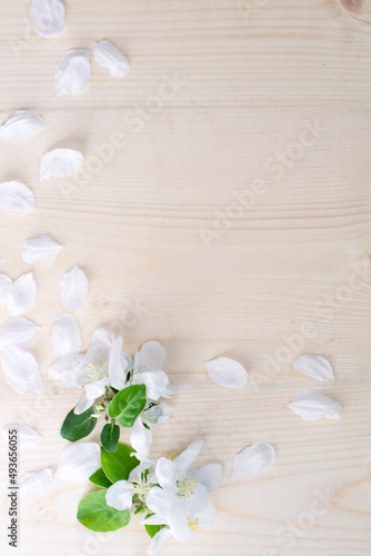 Vertical format of photo with white cherry sakura flower bouquet in the corner and petals on perimeter with copy space in the middle.