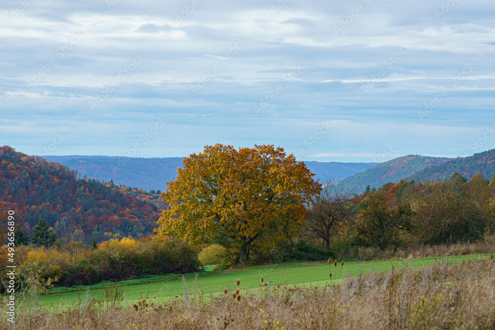 Fototapeta premium Herbst im Spessart